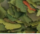 Tropical Malawi ( Bitte w�hlen Sie eine Variante aus )