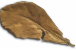 seemandelbaumblaetter-medium.png seemandelbaumblaetter-medium.png