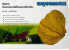 aquamax Nano Seemandelbaumbl�tter, 9 g