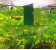 Hobby Nido I Ablaichbeh�lter