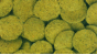 Tropical Green Algae Wafers ( Bitte w�hlen Sie eine Variante aus)
