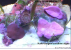 Preis EASY GLUE purple Preis EASY GLUE purple