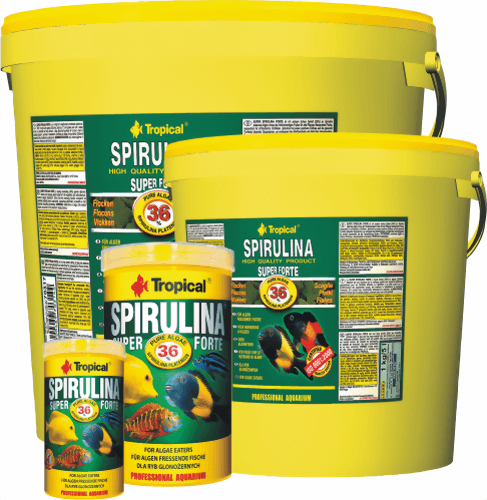 tropical_spirulina_36.png